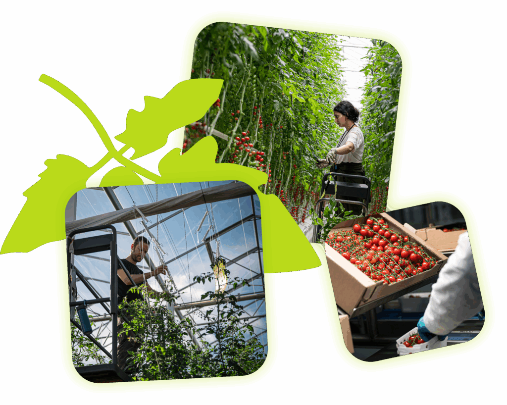 Des femme et des hommes qui réalisent des gestes métiers en serre et au conditionnement