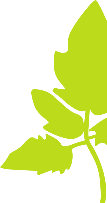 feuille de tomate verte